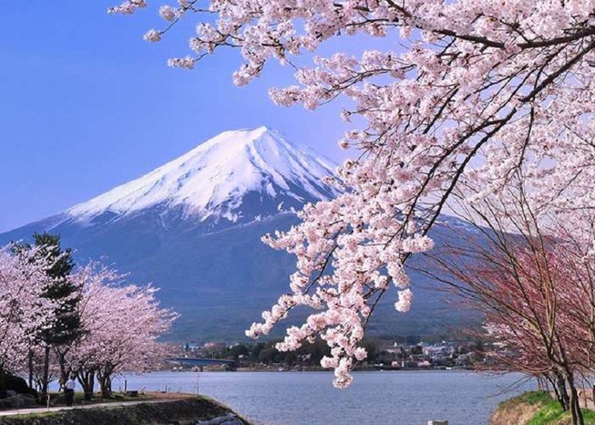 Đến Nhật thấy hoa đẹp chớ vội sà vào chụp hình