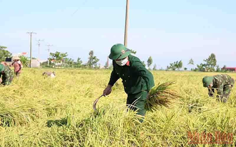 Hơn 400 bộ đội xuống đồng gặt lúa tránh bão ở Thái Bình