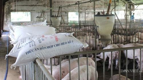 Nông dân nuôi gà, lợn điêu đứng vì giá thức ăn chăn nuôi tăng mạnh