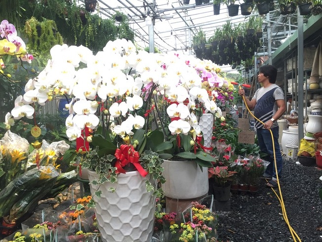Hoa tết Việt Nam thắng đậm hoa Trung Quốc