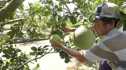 Kiên Giang: Phát triển kinh tế gia đình từ trồng bưởi da xanh