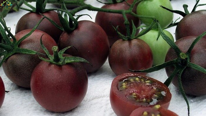 Cà chua socola là một giống cà chua đặc biệt có nguồn gốc từ Hà Lan và các nước Đông Âu