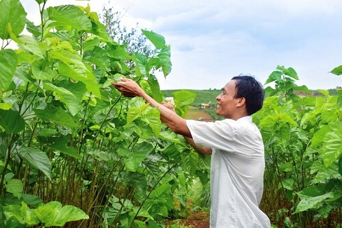Lâm Đồng: Đồng hành cùng người dân chuyển đổi cây trồng