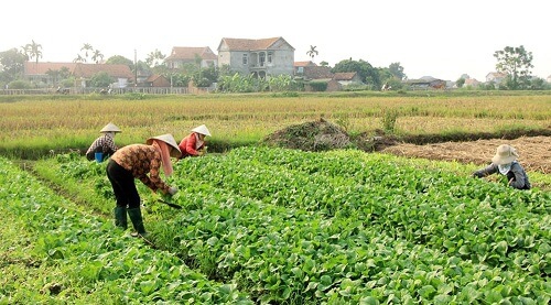 Phú Thọ: Hợp tác xã phát huy vai trò trụ đỡ cho kinh tế hộ