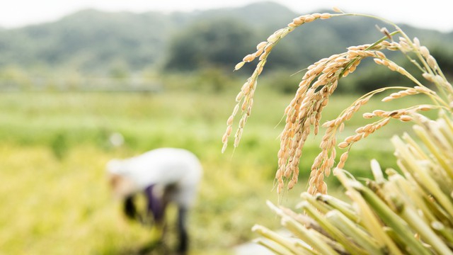 Sau Ấn Độ, thêm Nga và UAE cấm xuất khẩu gạo